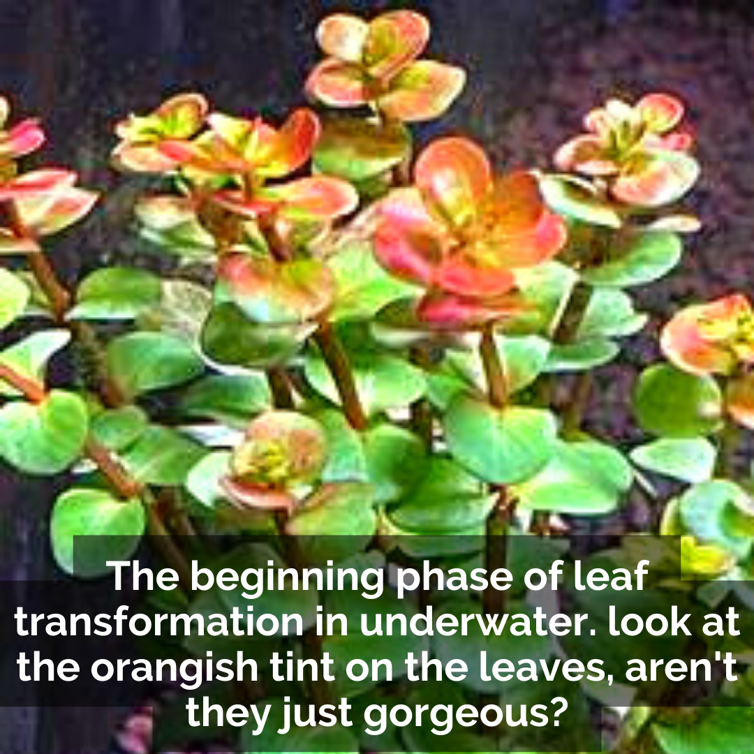 Rotala rotundifolia 'orange juice' (large pot) - Image 4