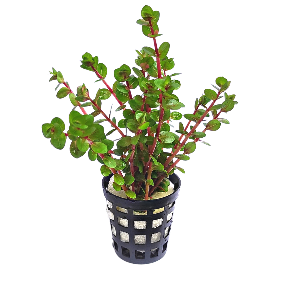 Rotala rotundifolia 'orange juice' (large pot) - Image 5