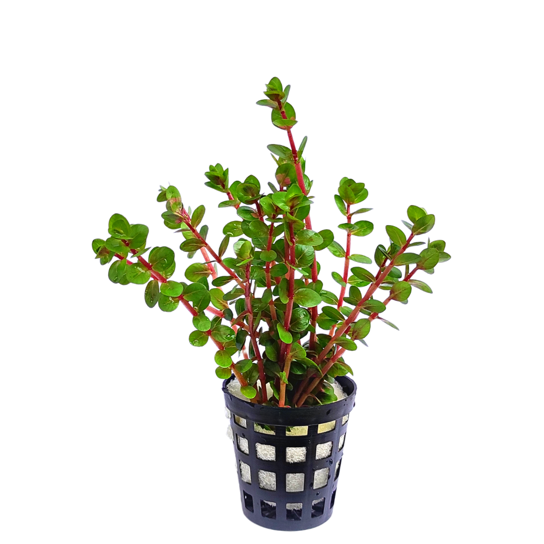 Rotala rotundifolia 'orange juice' (large pot) - Image 6