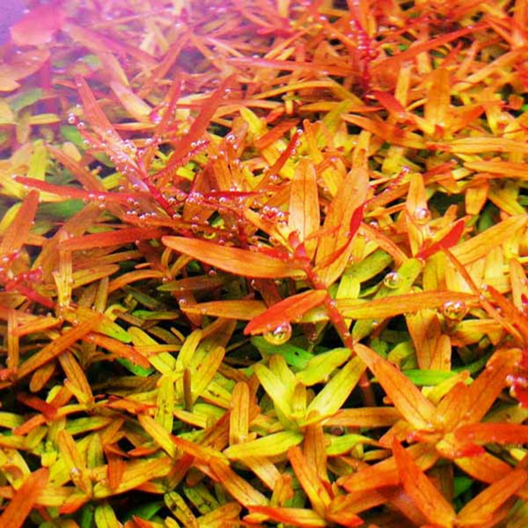 Rotala rotundifolia 'orange juice' (large pot) - Image 7