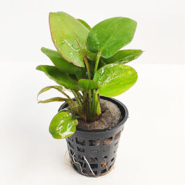 Echinodorus twist/ Echinodorus fancy curl (large pot)