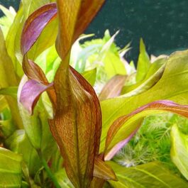 Echinodorus twist/ Echinodorus fancy curl (large pot)