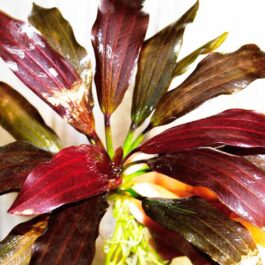 Echinodorus joyo red star (large pot)