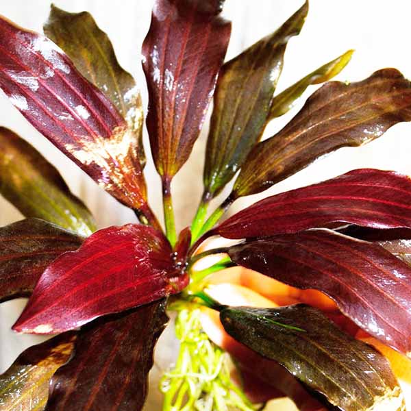 Echinodorus  joyo red star (large pot)