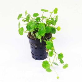 Hydrocotyle sibthorpioides/ Dwarf Pennywort (large pot)