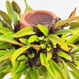 Himadri terraplanter (Medium size)