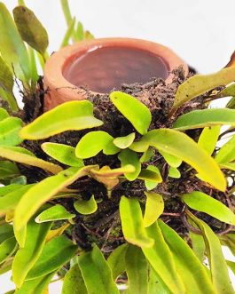 Himadri terraplanter (Medium size)