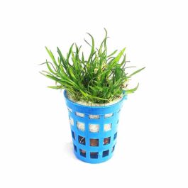 Lilaeopsis brasiliensis/ Brazilian aqua grass (pot)
