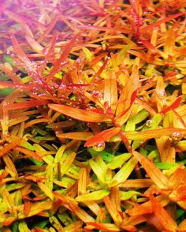 Rotala rotundifolia ‘orange juice’ (large pot)