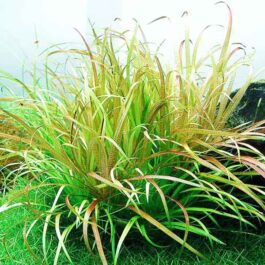 Blyxa japonica (single plant)