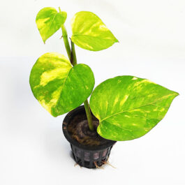 Golden pothos (pot)
