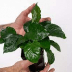 The top 8 non-CO2 and easily maintainable plants for aquariums [2021].