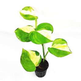 Money plants (Pothos)