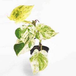 Marble queen pothos (pot)