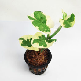 N joy pothos (pot)