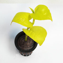Neon pothos (pot)