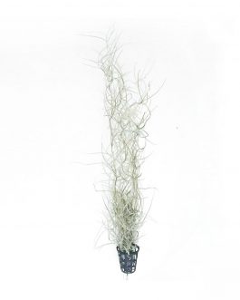 Spanish Moss/Tillandsia Usneoides/air plant