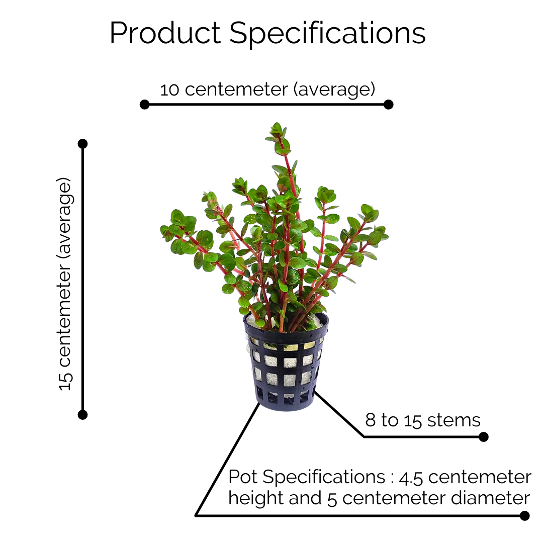 Rotala rotundifolia 'orange juice' (large pot) - Image 8