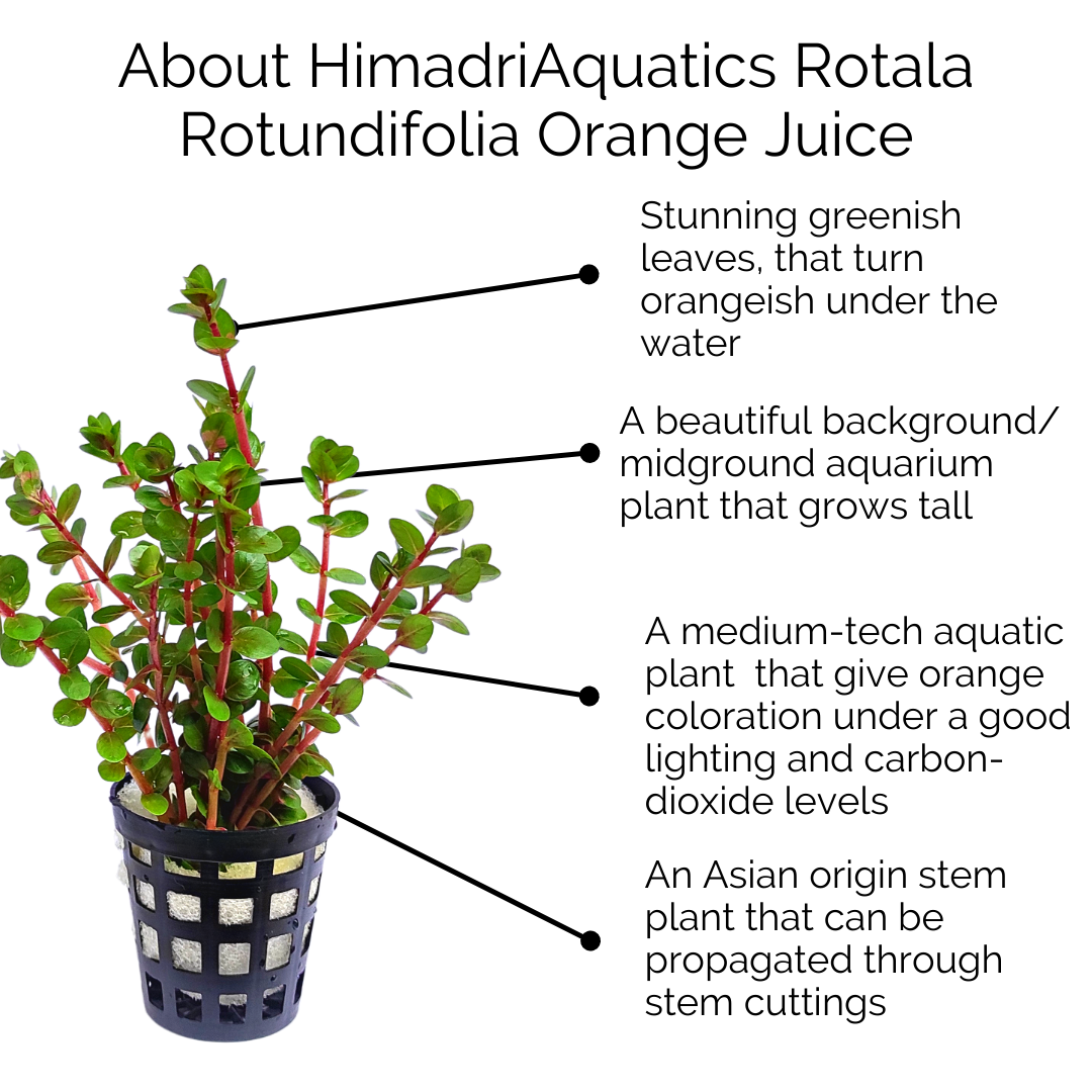 Rotala rotundifolia 'orange juice' (large pot) - Image 9