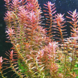 Rotala Indica (large pot)