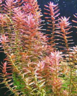 Rotala Indica (large pot)
