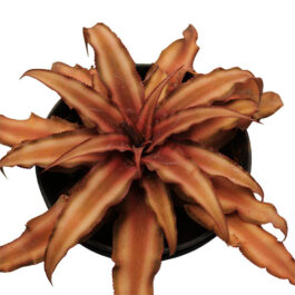 Cryptanthus bivittatus brown Starlite / Bromeliad brown/ Earth star brown