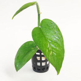Jade green pothos/ Epipremnum Aureum Jade (single plant pot)