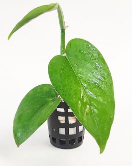 Jade green pothos/ Epipremnum Aureum Jade (single plant pot)