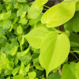 Philodendron Oxycardium Golden (jiffy sized)