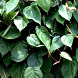 Philodendron Oxycardium Green (single plant)