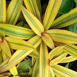 Rhoeo Spathacea Golden Sitara(single plant)