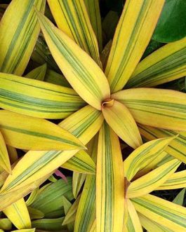 Rhoeo Spathacea Golden Sitara(single plant)