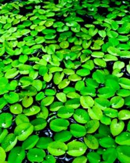 Salvinia natans/ floating fern/floating watermoss/water butterfly wings (1 bunch)