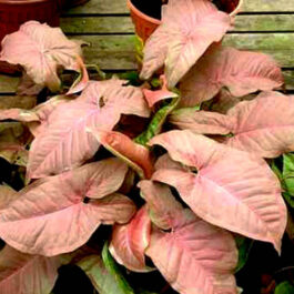 Syngonium Pink/ Syngonium podophyllum Neon Robusta (small single plant)