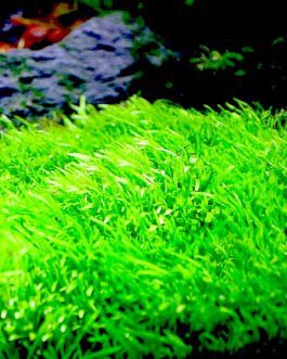 Utricularia Graminifolia (large portion)