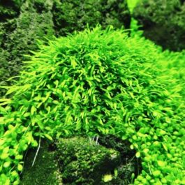 Utricularia Graminifolia (large portion)