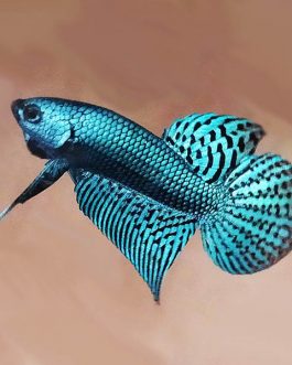 Wild alien betta fish breeding pair- fighter fish