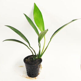 Anubias Lanceolata/ Anubias Afzelii (pot)