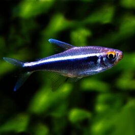 Black neon tetra ( 9 pieces)