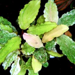 Bucephalandra Marble White (pot)