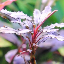 Bucephalandra pink martini (pot)