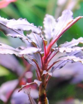 Bucephalandra pink martini (pot)
