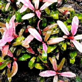 Bucephalandra pink martini (pot)