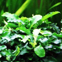 Bucephalandra wavy green (pot)