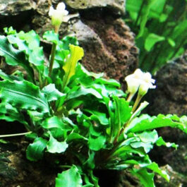 Bucephalandra wavy green (pot)