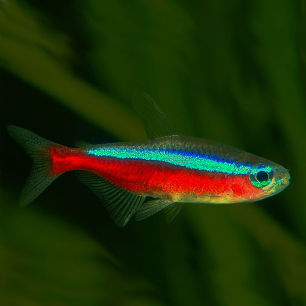 Cardinal Tetra: Fish Species Profile