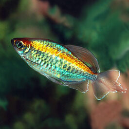 Congo tetra