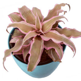 Cryptanthus bivittatus Pink Starlite/ Bromeliad pink/ Earth star pink
