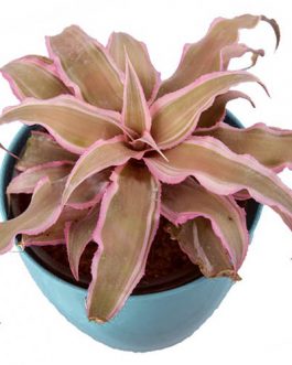 Cryptanthus bivittatus Pink Starlite/ Bromeliad pink/ Earth star pink