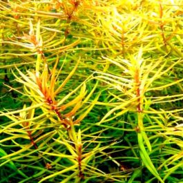 Peplis Diandra/ Didiplis diandra (Pot)